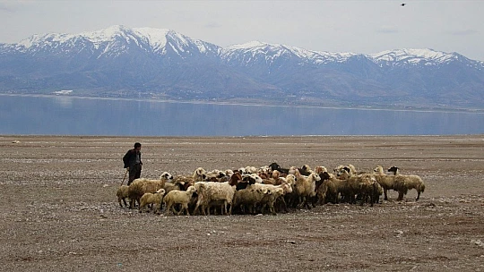 Suların çekildiği baraj havzası hayvanlara otlak oldu