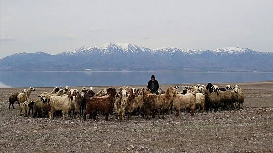 Suların çekildiği baraj havzası hayvanlara otlak oldu
