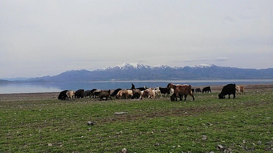 Süt için aldığı keçiler, çift çift kuzulayınca sürü sahibi oldu
