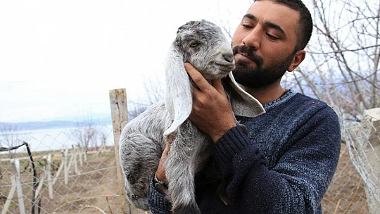 Süt için aldığı keçiler, çift çift kuzulayınca sürü sahibi oldu