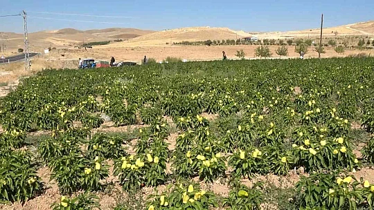 Tarlasını yine vatandaşa açtı, marketin yarı fiyatına satışa başladı