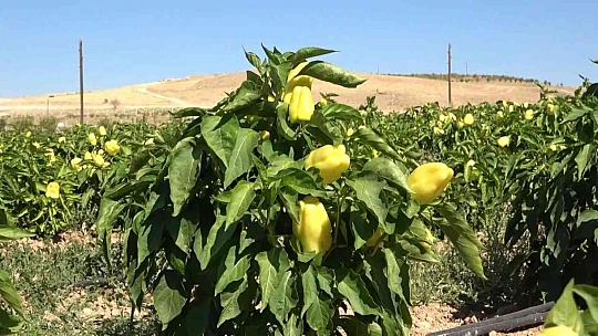 Tarlasını yine vatandaşa açtı, marketin yarı fiyatına satışa başladı