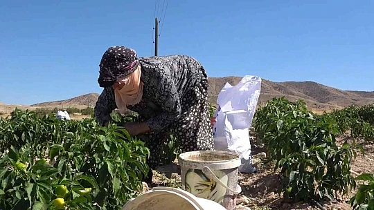 Tarlasını yine vatandaşa açtı, marketin yarı fiyatına satışa başladı