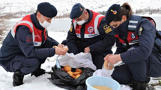 Tavşan Adası'nın uzun kulaklı sakinleri jandarma tarafından besleniyor