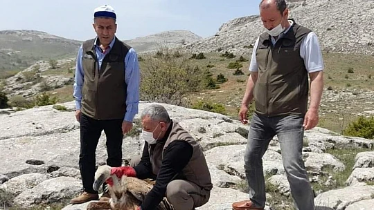 Tedavisi tamamlanan akbaba, doğaya bırakıldı