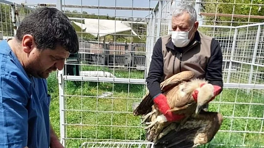 Tedavisi tamamlanan akbaba, doğaya bırakıldı