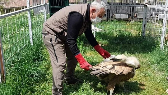 Tedavisi tamamlanan akbaba, doğaya bırakıldı