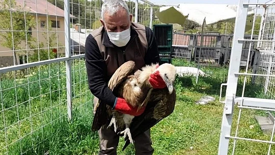 Tedavisi tamamlanan akbaba, doğaya bırakıldı