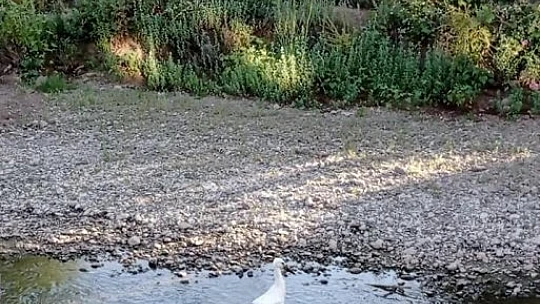 Tedavisi tamamlanan yavru leylek doğaya bırakıldı