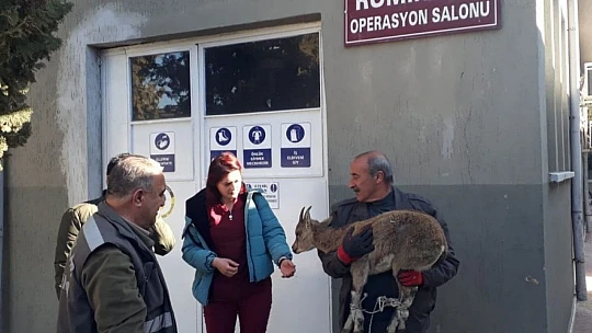 Tedavisi yapılan yavru yaban keçisi doğaya bırakıldı
