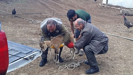 Tedavisi yapılan yavru yaban keçisi doğaya bırakıldı