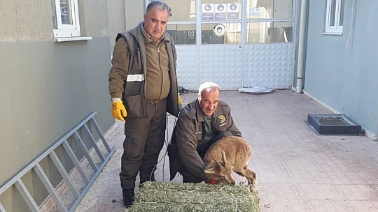 Tedavisi yapılan yavru yaban keçisi doğaya bırakıldı
