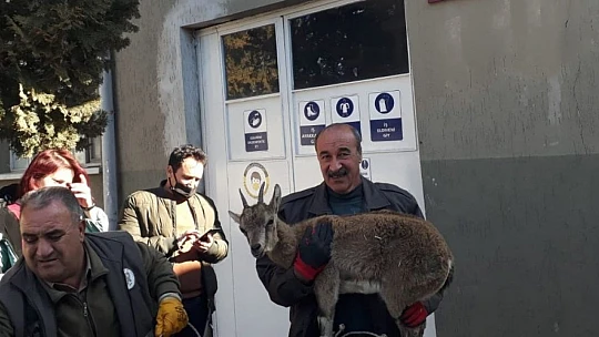 Tedavisi yapılan yavru yaban keçisi doğaya bırakıldı