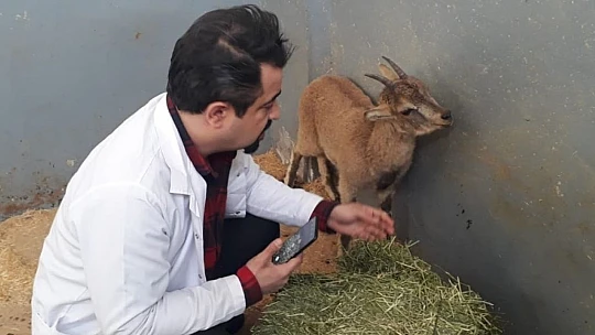 Tedavisi yapılan yavru yaban keçisi doğaya bırakıldı