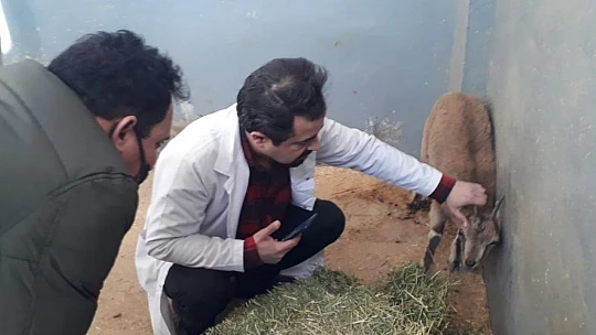 Tedavisi yapılan yavru yaban keçisi doğaya bırakıldı
