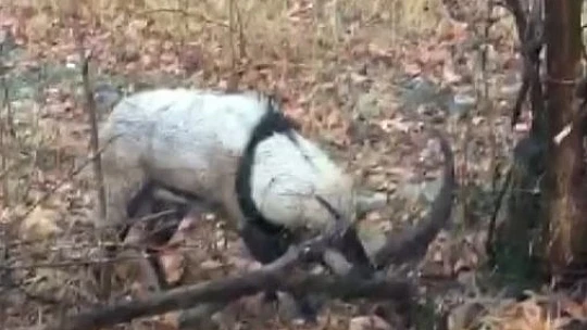 Tellere takılan dağ keçisi kurtarıldı
