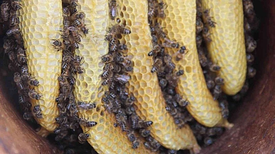 Toprak kovanda üretilen bal büyük ilgi görüyor