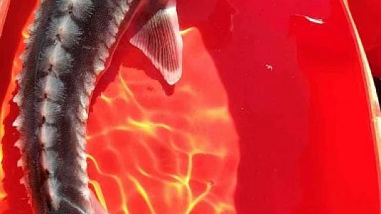 Türkiye iç sularına nasıl girdiği bilinmiyor, kilosuna göre havyarı 20 milyon liraya alıcı buluyor