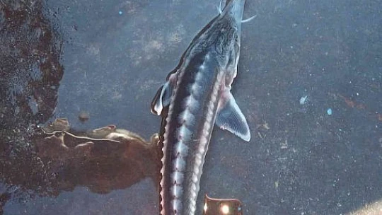 Türkiye iç sularına nasıl girdiği bilinmiyor, kilosuna göre havyarı 20 milyon liraya alıcı buluyor