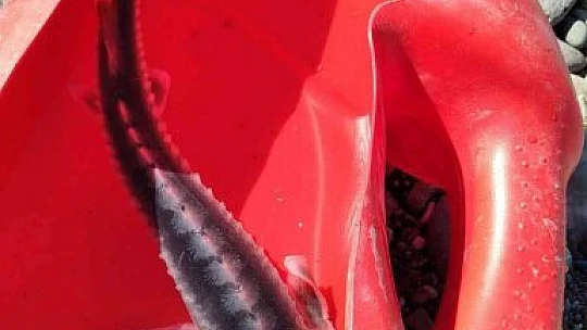 Türkiye iç sularına nasıl girdiği bilinmiyor, kilosuna göre havyarı 20 milyon liraya alıcı buluyor