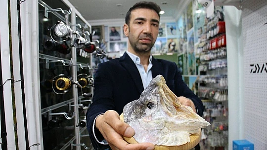 Türkiye ve Avrupa'nın en büyük alabalığı Elazığ'da olta ile yakalandı, tam 115 santim