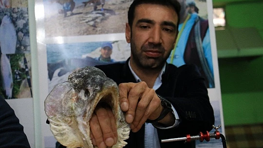 Türkiye ve Avrupa'nın en büyük alabalığı Elazığ'da olta ile yakalandı, tam 115 santim