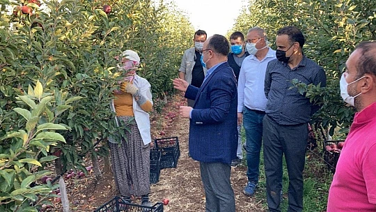Vali Erkaya Yırık, elma hasadına katıldı