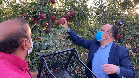 Vali Erkaya Yırık, elma hasadına katıldı