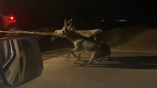 Vicdansız sürücü, traktörün arkasına bağladığı eşekleri sürükleyerek götürdü