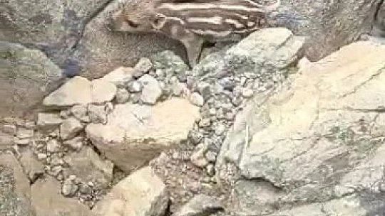 Yaban domuzunu gördü 'Pijamalarını giymiş' söylemi ile kahkahaya boğdu