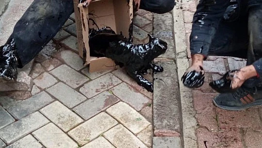 Yakıt tankına düşen kedi kurtarıldı