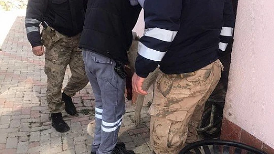 Yaralı köpeği fark eden jandarma, ekip aracıyla hastaneye götürdü