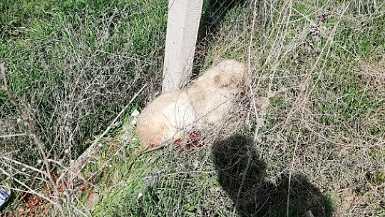 Yaralı köpeği fark eden jandarma, ekip aracıyla hastaneye götürdü