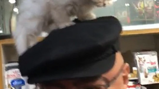 Yavru kedi ile müşterinin sevimli halleri gülümsetti