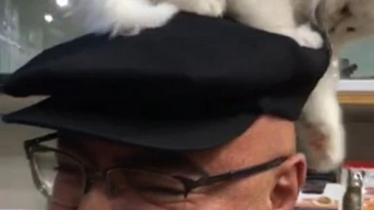 Yavru kedi ile müşterinin sevimli halleri gülümsetti