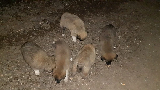 Yavru köpekler annelerine kavuştu