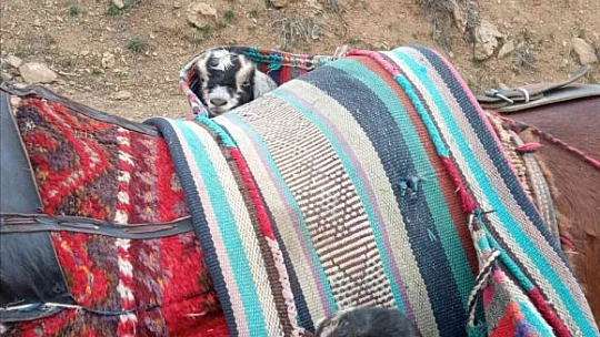Yeni doğan iki oğlağın heybedeki sevimli yolculuğu görenlerin içini ısıttı