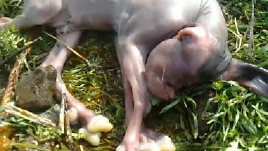 Yeni doğan keçiyi görenler gözlerine inanamadı: Hem tüysüz hem tek gözlü