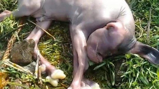 Yeni doğan keçiyi görenler gözlerine inanamadı: Hem tüysüz hem tek gözlü