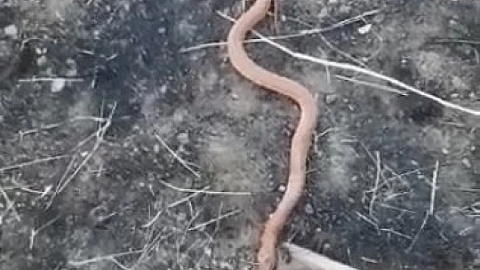 Yılanı gören köylülerin 'piton mu kobra mı' diyaloğu gülümsetti