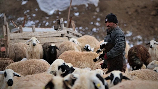 Yüzlerce kuzunun anneleriyle duygusal buluşması