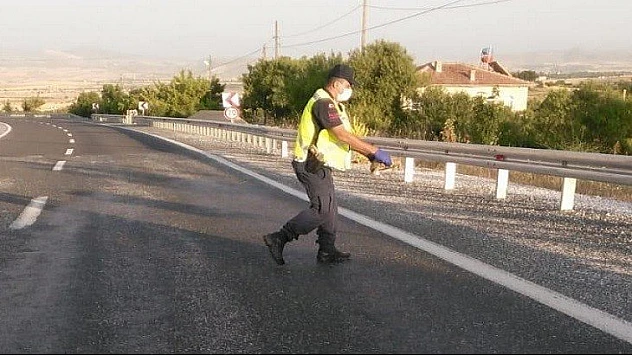 Jandarma kaplumbağaların zarar görmemesi için devriye yapıyor