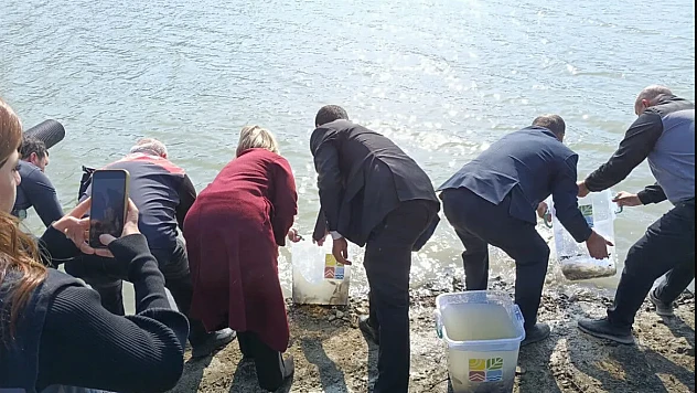 Keban'da Üretilen 300 bin sazan yavrusu Nahçıvan'da suya bırakıldı