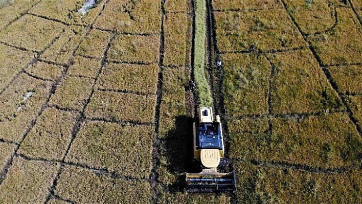 150 gün suyun içinde yetişen pirinçte hasat zamanı