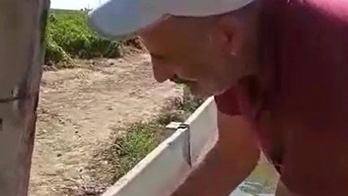 Acı biber yiyip kalbi duran şahini, çiftçinin masajı kurtardı