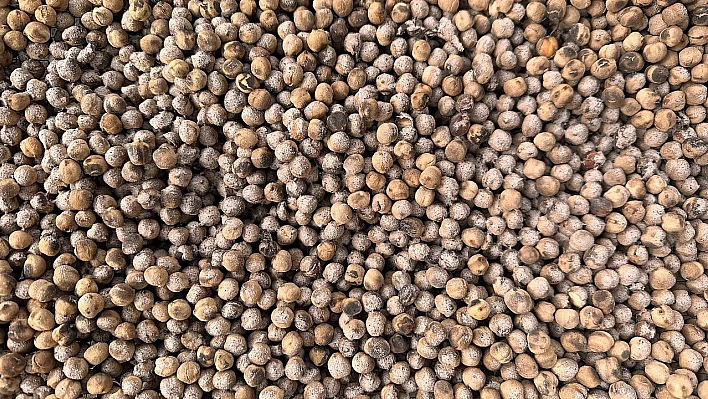 Ağın Leblebisi'nde farklı üretim modeli!