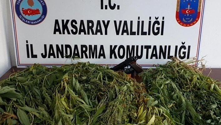 Aksaray'da hazine arazisine kenevir operasyonu: 2 gözaltı