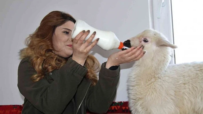 Annesi ölen 'Rıfkı'yı' ev ortamında biberonla besliyorlar