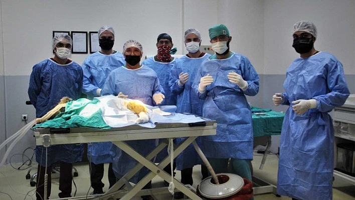 Araç çarpması sonucu bacakları kırılan yavru ayı ameliyata alındı