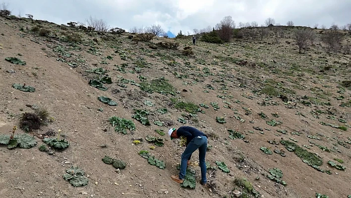 Baskil dağları adeta Işkın cenneti